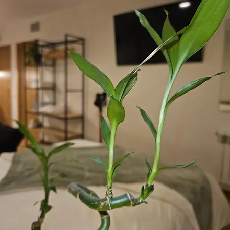 Apartament Estudiosuenossuite *